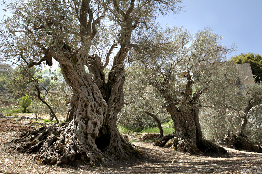 olivos noe libano