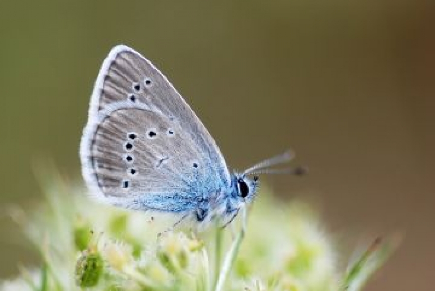 De las montañas del norte a Doñana: el viaje de tres mariposas de altos vuelos