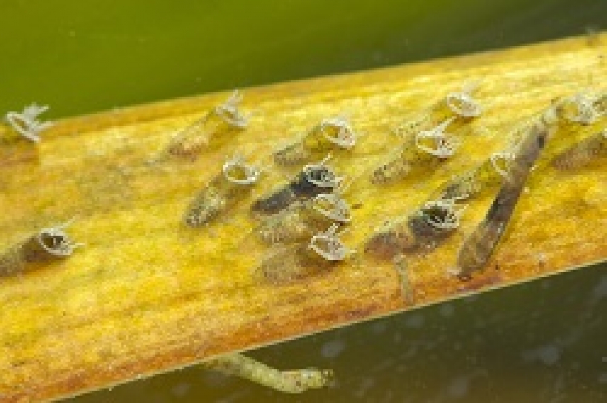 Un documental muestra las fases de desarrollo del proyecto de seguimiento y control de mosca negra en Córdoba